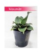 Sansevieria Star Rose, Sansewieria Star Rose, Sansewiera Star Rose, Wężownica 2
