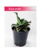 Sansevieria Star Rose, Sansewieria Star Rose, Sansewiera Star Rose, Wężownica 4