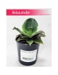 Sansevieria Star Rose, Sansewieria Star Rose, Sansewiera Star Rose, Wężownica