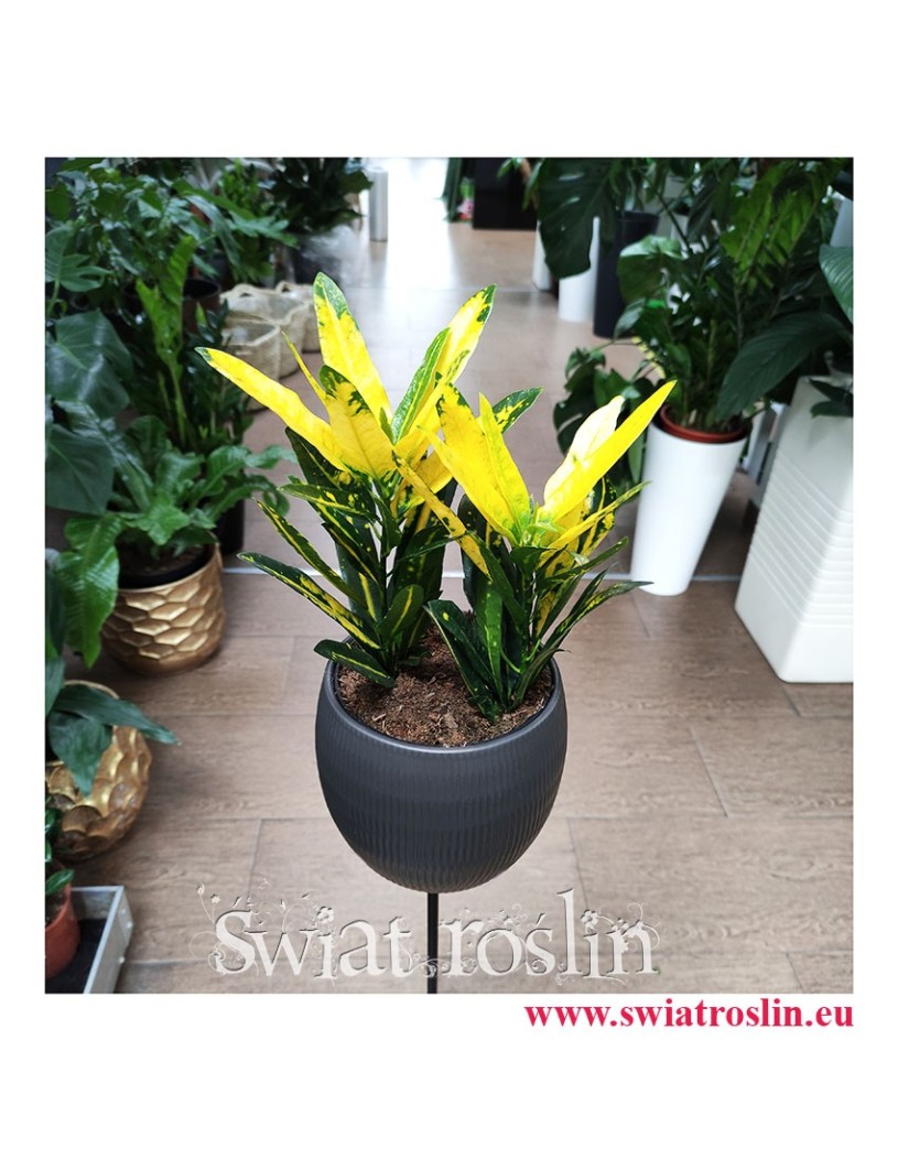 Kroton Sunny Star, Croton Sunny Star, Croton, Trójskrzyn, Codiaeum, Kroton, rosliiny egzotyczne, rośliny tropikalne