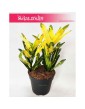 Kroton Sunny Star, Croton Sunny Star, Croton, Trójskrzyn, Codiaeum, Kroton 2
