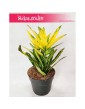 Kroton Sunny Star, Croton Sunny Star, Croton, Trójskrzyn, Codiaeum, Kroton 4