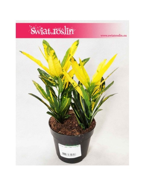 Kroton Sunny Star, Croton Sunny Star, Croton, Trójskrzyn, Codiaeum, Kroton