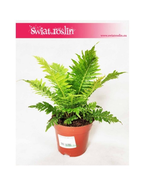 Blechnum Gibbum Silver Lady, Podrzeń Garbaty, Paproć Silver Lady