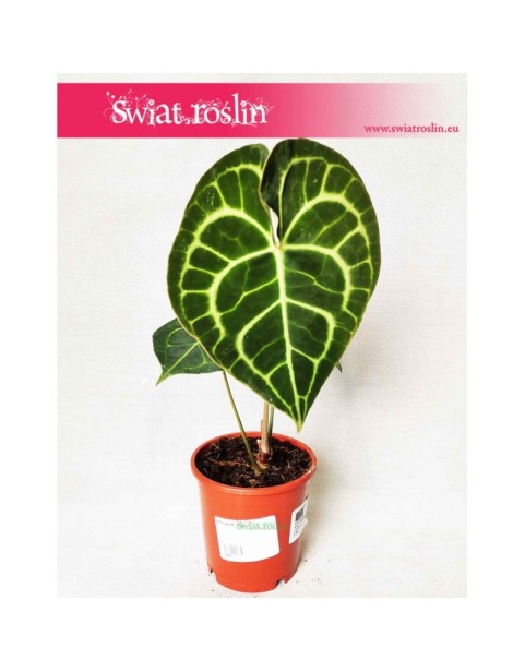 Anturium Clarinervium, Anthurium Clarinervium