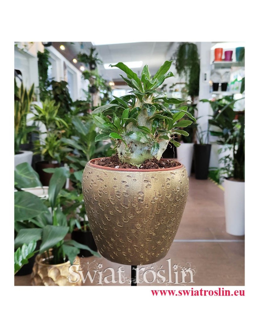 Pachypodium Saundersii, Rośliny doniczkowe Kraków, sukulenty Kraków, sklep online