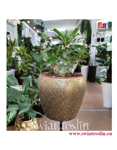 Pachypodium Saundersii, Rośliny doniczkowe Kraków, sukulenty Kraków, sklep online