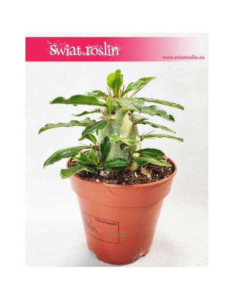 Pachypodium Saundersii, Kaktus Pachypodium 4