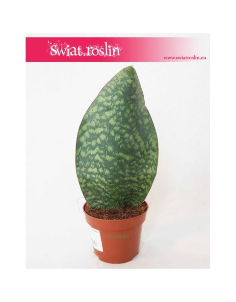 Sansevieria Masoniana Victoria, Sasnewieria Masona Victoria, Sansevieria Trifasciata Masoniana, wężownica