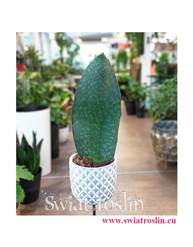 Sansevieria Trifasciata Masoniana, Wężownica Masona, Sansewieria Trifasciata Masoniana, popularne rośliny doniczkowe