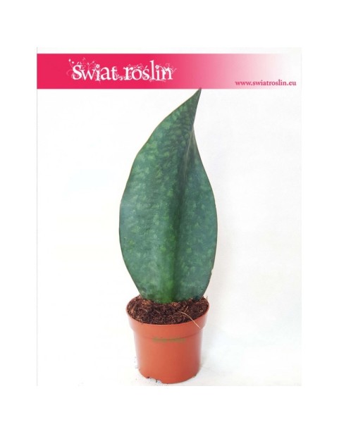 Sansevieria Trifasciata Masoniana, Wężownica Masona, Sansewieria Trifasciata Masoniana