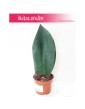 Sansevieria Trifasciata Masoniana, Wężownica Masona, Sansewieria Trifasciata Masoniana 3