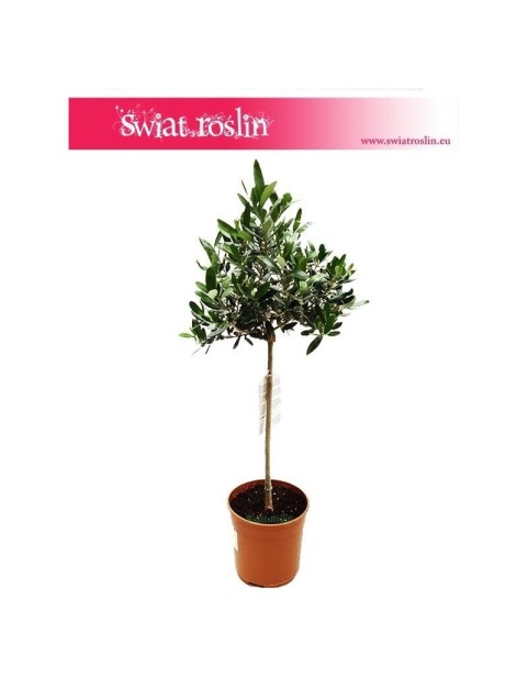 Oliwka europejska, Olea Europaea, Oliwka, Drzewko Oliwne, Drzewko Oliwkowe 1