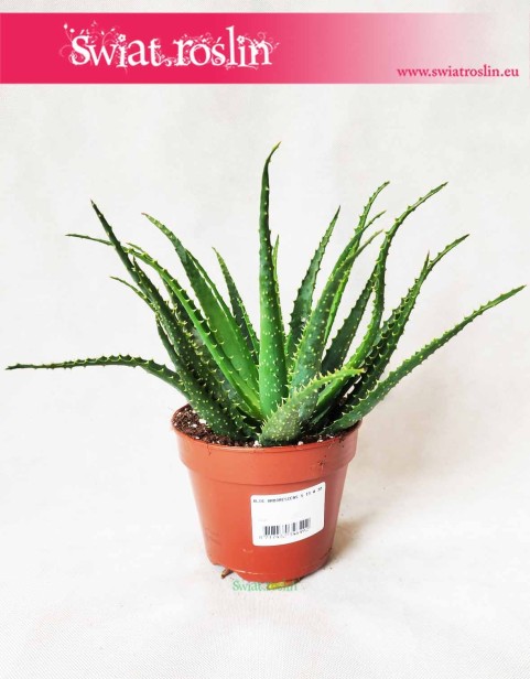Aloes drzewiasty, Aloe Arborescens