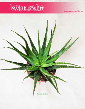 Aloes drzewiasty, Aloe Arborescens 2
