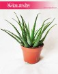 Aloes drzewiasty, Aloe Arborescens 4