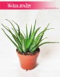 Aloes drzewiasty, Aloe Arborescens 3