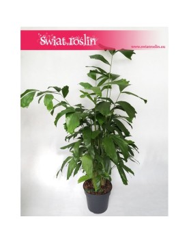 Palma Orzechowa, Kariota Mitis, Caryota Mitis, rośliny doniczkowe sklep internetowy online