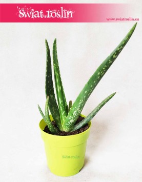 Aloe vera, Aloes zwyczajny  3