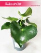 Peperomia Polybotrya Raindrop, Pieprzówka  2