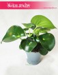 Peperomia Polybotrya Raindrop, Pieprzówka
