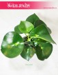 Peperomia Polybotrya Raindrop, Pieprzówka  3