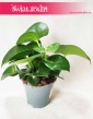 Peperomia Polybotrya Raindrop, Pieprzówka  5