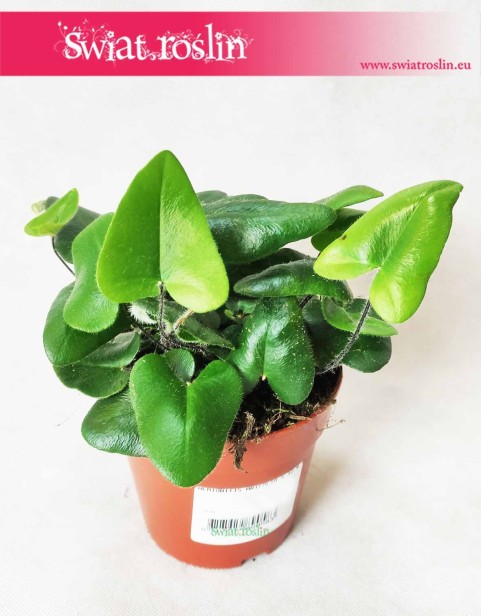 Nagółka Jarzębolistna, Hemionitis Arifolia, Papróć Nagółka Jarzębolistna