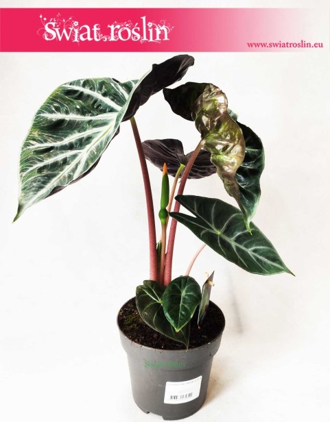 Alokazja Pink Dragon, Alocasia Pink Dragon, Zakleśń