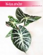 Alokazja Pink Dragon, Alocasia Pink Dragon, Zakleśń  4