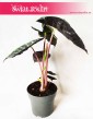 Alokazja Pink Dragon, Alocasia Pink Dragon, Zakleśń  3