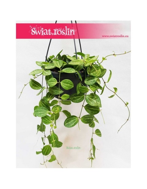 Dischidia Ovata Watermelon, Diszidia Ovata Watermelon, Diszidia, Opięta