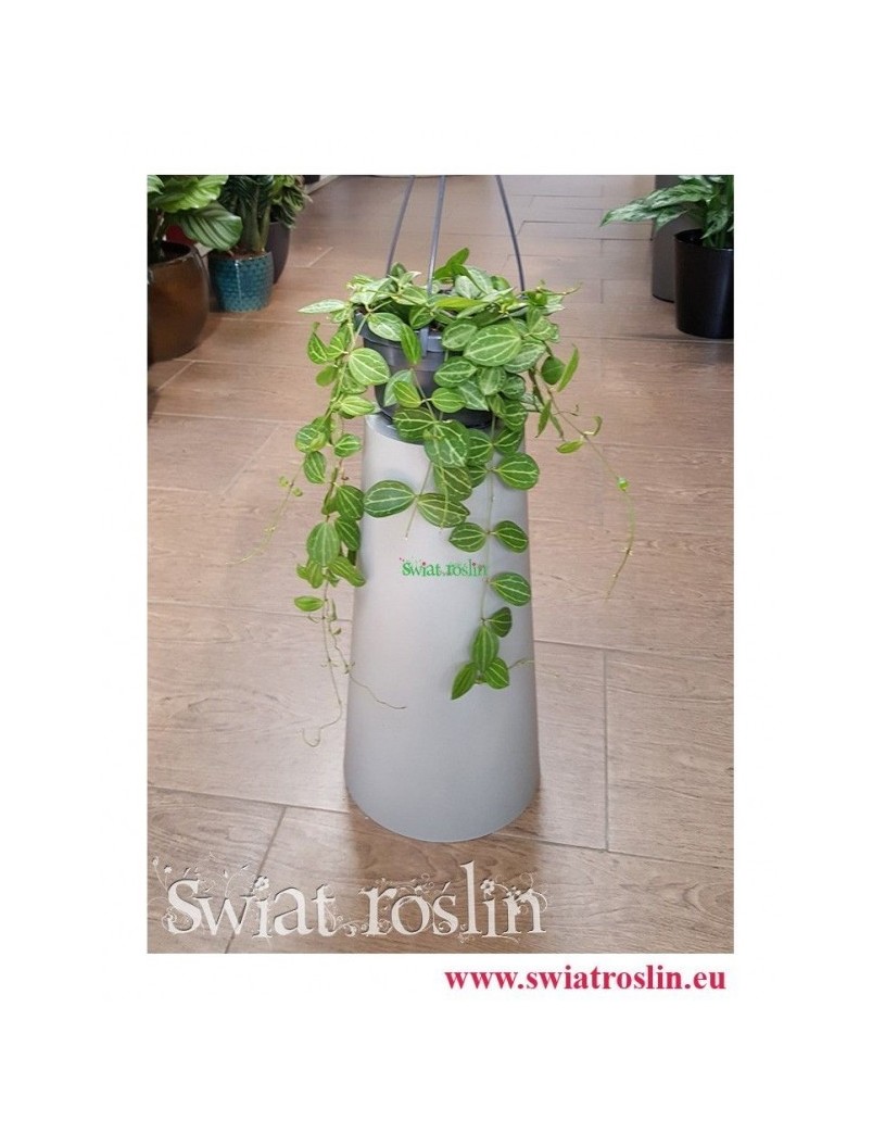 Dischidia Ovata Watermelon, Diszidia Ovata Watermelon, Diszidia, Opięta, rosly doniczkowe, tropikalne, egzotyczne