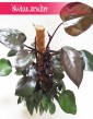 Filodendron Royal Queen, Philodendron Royal Queen 2