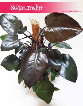 Filodendron Royal Queen, Philodendron Royal Queen 4