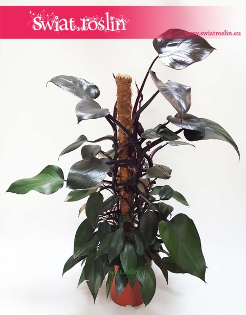 Filodendron Royal Queen, Philodendron Royal Queen