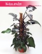 Filodendron Royal Queen, Philodendron Royal Queen