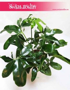 Filodendron Green Wonder, Philodendron Green Wonder 2