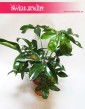 Filodendron Green Wonder, Philodendron Green Wonder  4