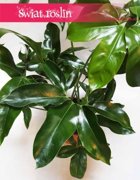 Filodendron Green Wonder, Philodendron Green Wonder  5