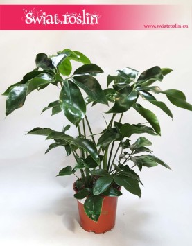 Filodendron Green Wonder, Philodendron Green Wonder 3