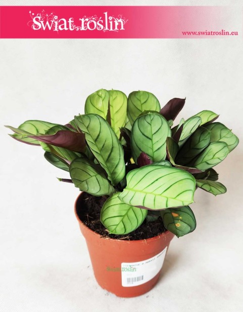 Ctenanthe burle-marxii ‘Amagris’, Ctenanthe Burle Marxii Amagris