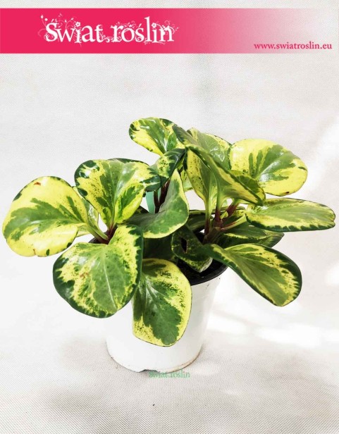 Peperomia Obtusifolia Golden Gate, Peperomia Tępolistna, Pieprzówka