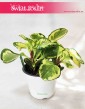 Peperomia Obtusifolia Golden Gate, Peperomia Tępolistna, Pieprzówka 4