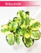 Peperomia Obtusifolia Golden Gate, Peperomia Tępolistna, Pieprzówka 3