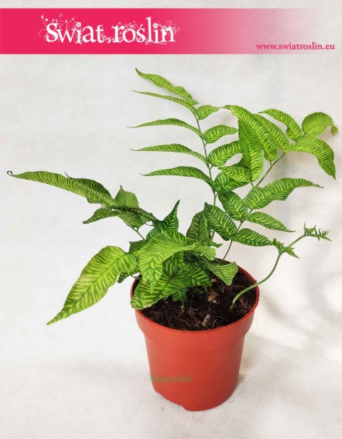 Coniogramme Emeiensis Golden Zebra, Paproć Golden Zebra, Paproć