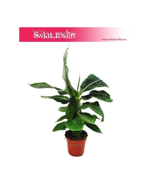 Bananowiec Karłowy, Musa Dwarf Cavendishii 1