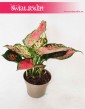 Aglaonema Spotted Star, Aglonema Spotted Star, Aglonema