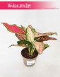 Aglaonema Spotted Star, Aglonema Spotted Star, Aglonema 2