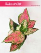 Aglaonema Spotted Star, Aglonema Spotted Star, Aglonema, rośliny tropikalne, rośliny egzotyczne